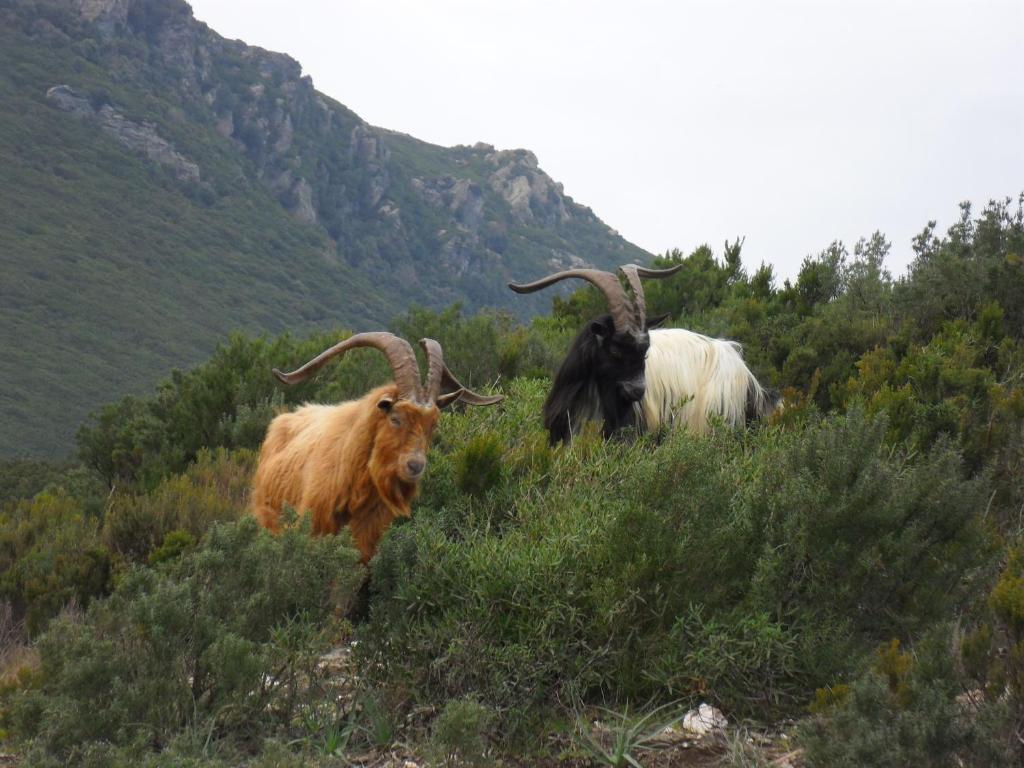 Gite U Licetu A La Campagne Oreta Esterno foto