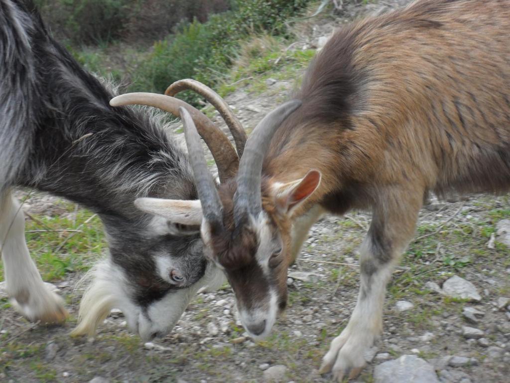 Gite U Licetu A La Campagne Oreta Esterno foto